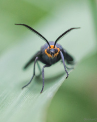 Ctenucha rubriceps