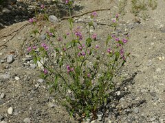 Galeopsis angustifolia