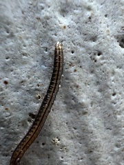 Brachyiulus
