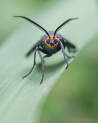 Ctenucha rubriceps