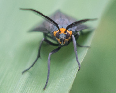 Ctenucha rubriceps