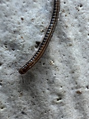 Brachyiulus