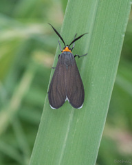 Ctenucha rubriceps