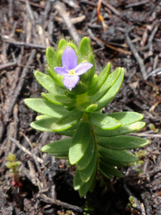 Gnidia penicillata