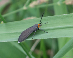 Ctenucha rubriceps