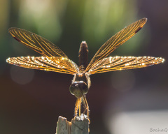 Perithemis icteroptera