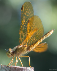 Perithemis icteroptera