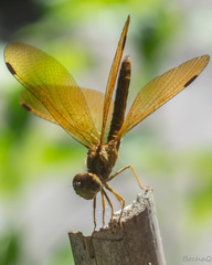 Perithemis icteroptera