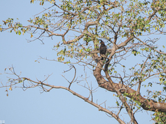 Lophaetus occipitalis