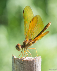 Perithemis icteroptera