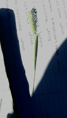 Tragus berteronianus