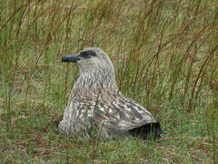 Stercorarius skua