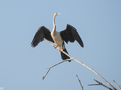 Anhinga rufa