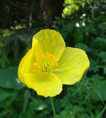 Papaver croceum