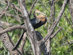 Anhinga rufa