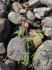 Galeopsis angustifolia