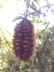 Mucuna