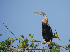Anhinga rufa