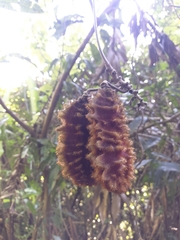 Mucuna