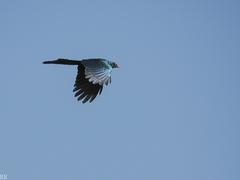 Lamprotornis caudatus