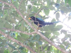 Cyanocorax yucatanicus