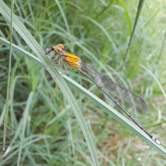Pseudagrion rubriceps