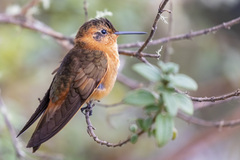 Aglaeactis cupripennis