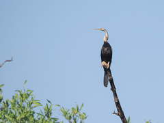 Anhinga rufa