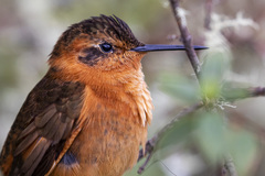 Aglaeactis cupripennis