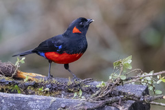 Anisognathus igniventris