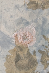 Paracondylactis sinensis