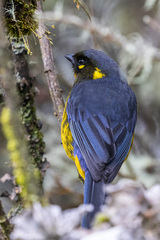 Anisognathus lacrymosus