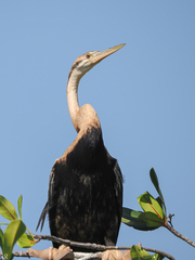 Anhinga rufa