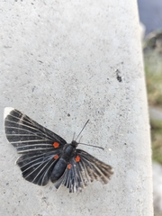 Melanis acroleuca acroleuca