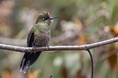 Chalcostigma herrani