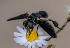 Trichopoda lanipes
