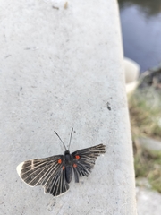 Melanis acroleuca acroleuca