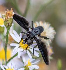 Trichopoda lanipes