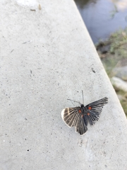 Melanis acroleuca acroleuca