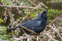 Diglossa lafresnayii