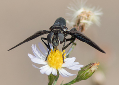 Trichopoda lanipes