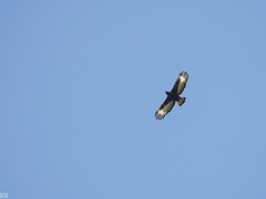 Lophaetus occipitalis