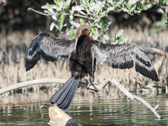 Anhinga rufa