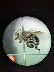 Anthophora terminalis