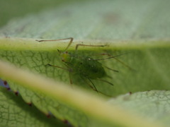 Macrosiphum rosae