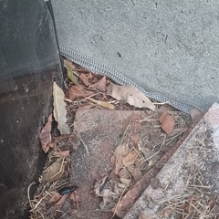Serpentes