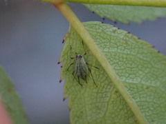 Macrosiphum rosae