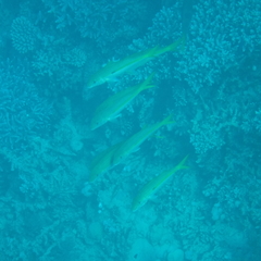 Mulloidichthys flavolineatus