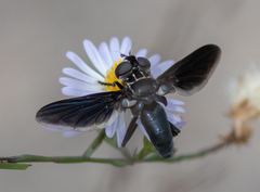 Trichopoda lanipes