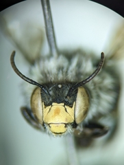 Anthophora terminalis